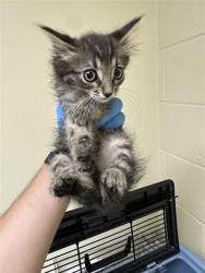 Shelter Stray Female Cat last seen SAN JUAN RD & BINGHAMTON DR, 2127 Front St, Sacramento, CA 95818, USA