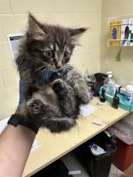 Shelter Stray Female Cat last seen SAN JUAN RD & BINGHAMTON DR, 2127 Front St, Sacramento, CA 95818, USA