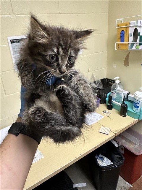 Shelter Stray Female Cat last seen SAN JUAN RD & BINGHAMTON DR, 2127 Front St, Sacramento, CA 95818, USA
