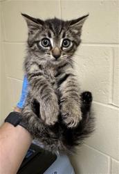 Shelter Stray Male Cat last seen SAN JUAN RD & BINGHAMTON DR, 2127 Front St, Sacramento, CA 95818, USA