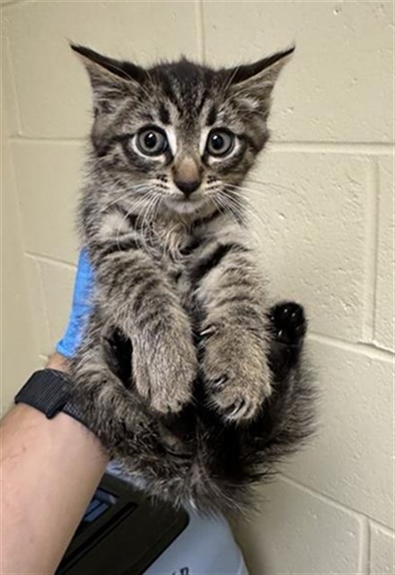 Shelter Stray Male Cat last seen SAN JUAN RD & BINGHAMTON DR, 2127 Front St, Sacramento, CA 95818, USA