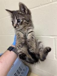 Shelter Stray Male Cat last seen SAN JUAN RD & BINGHAMTON DR, 2127 Front St, Sacramento, CA 95818, USA