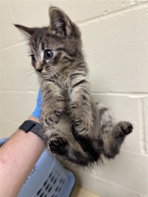 Shelter Stray Male Cat last seen SAN JUAN RD & BINGHAMTON DR, 2127 Front St, Sacramento, CA 95818, USA