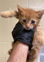 Shelter Stray Male Cat last seen ATTAWA AVE & 24TH AVE, 2127 Front St, Sacramento, CA 95818, USA