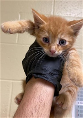 Shelter Stray Male Cat last seen ATTAWA AVE & 24TH AVE, 2127 Front St, Sacramento, CA 95818, USA