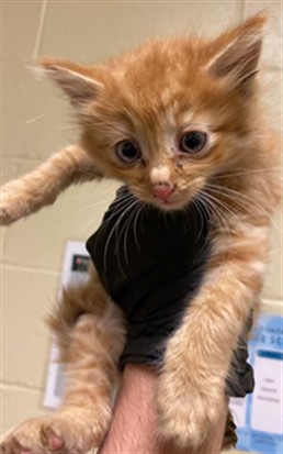 Shelter Stray Male Cat last seen ATTAWA AVE & 24TH AVE, 2127 Front St, Sacramento, CA 95818, USA
