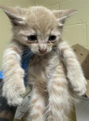 Shelter Stray Male Cat last seen ATTAWA AVE & 24TH AVE, 2127 Front St, Sacramento, CA 95818, USA