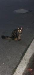 Found/Stray Unknown Cat last seen Near battye street, bruce, Bruce, ACT 2617