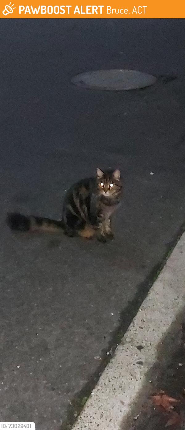 Found/Stray Unknown Cat last seen Near battye street, bruce, Bruce, ACT 2617