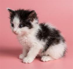 Shelter Stray Female Cat last seen Near BLOCK WINDYPINE LN, 2020 Forest St, Jacksonville, FL 32204, USA