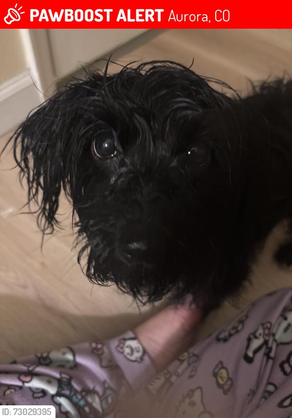 Lost Female Dog last seen salem st between 11th and hoffman , Aurora, CO 80011