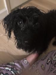 Lost Female Dog last seen salem st between 11th and hoffman , Aurora, CO 80011