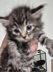 Shelter Stray Female Cat last seen Near BLOCK WOODROW ST, TAFT CA 93268, 3951 Fruitvale Ave, Bakersfield, CA 93308, USA
