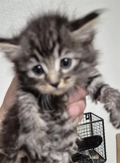 Shelter Stray Female Cat last seen Near BLOCK WOODROW ST, TAFT CA 93268, 3951 Fruitvale Ave, Bakersfield, CA 93308, USA