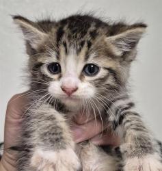 Shelter Stray Female Cat last seen Near BLOCK WOODROW ST, TAFT CA 93268, 3951 Fruitvale Ave, Bakersfield, CA 93308, USA
