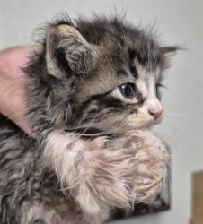 Shelter Stray Male Cat last seen Near BLOCK WOODROW ST, TAFT CA 93268, 3951 Fruitvale Ave, Bakersfield, CA 93308, USA