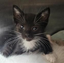 Shelter Stray Female Cat last seen Near BLOCK GRACE ST, BAKERSFIELD CA 93305, 3951 Fruitvale Ave, Bakersfield, CA 93308, USA