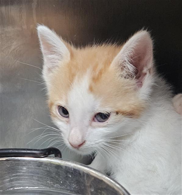 Shelter Stray Male Cat last seen Near BLOCK GRACE ST, BAKERSFIELD CA 93305, 3951 Fruitvale Ave, Bakersfield, CA 93308, USA