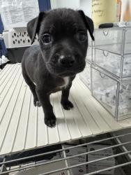 Shelter Stray Male Dog last seen Near BLOCK E BRUNDAGE LN, BAKERSFIELD CA 93307, 3951 Fruitvale Ave, Bakersfield, CA 93308, USA