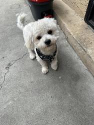 Lost Male Dog last seen E Olympic blvd and Indiana st. , Los Angeles, CA 90023