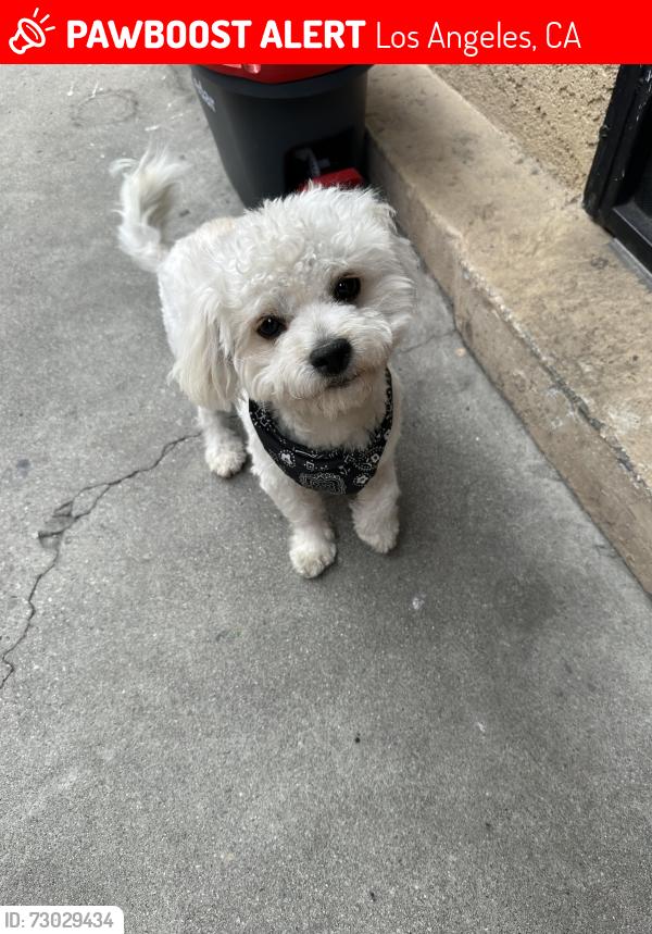 Lost Male Dog last seen E Olympic blvd and Indiana st. , Los Angeles, CA 90023