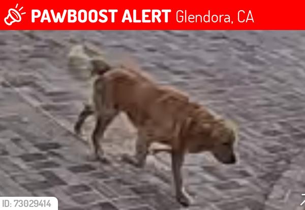 Lost Male Dog last seen Loraine ave glendora, Glendora, CA 91741