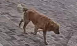 Lost Male Dog last seen Loraine ave glendora, Glendora, CA 91741