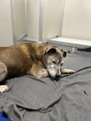 Shelter Stray Male Dog last seen Rd 44 & Ave 428, Reedley Zone Fresno CO 4 93654, CA, 1510 W Dan Ronquillo Dr, Fresno, CA 93706, USA
