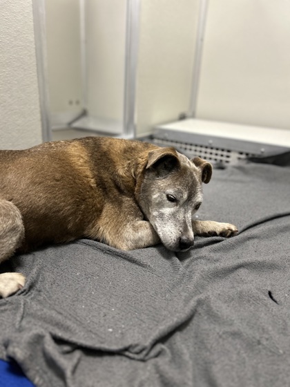 Shelter Stray Male Dog last seen Rd 44 & Ave 428, Reedley Zone Fresno CO 4 93654, CA, 1510 W Dan Ronquillo Dr, Fresno, CA 93706, USA