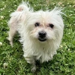 Shelter Stray Male Dog last seen 20th Street and 23rd Ave, Oakland, CA, 1101 29th Ave, Oakland, CA 94601, USA