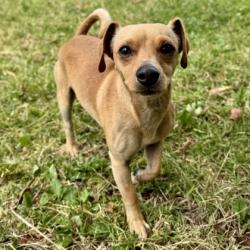 Shelter Stray Male Dog last seen College Ave, Oakland, CA, 1101 29th Ave, Oakland, CA 94601, USA