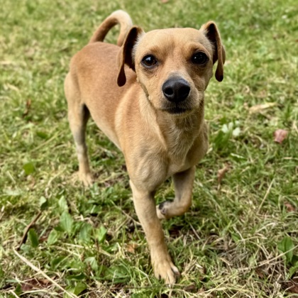 Shelter Stray Male Dog last seen College Ave, Oakland, CA, 1101 29th Ave, Oakland, CA 94601, USA