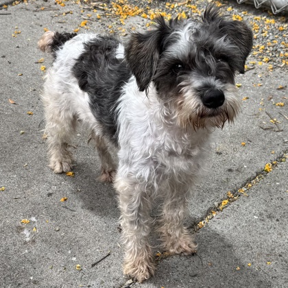 Shelter Stray Male Dog last seen Near 27th ave, Oakland, CA, 1101 29th Ave, Oakland, CA 94601, USA