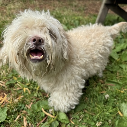 Shelter Stray Male Dog last seen Near 83rd ave, Oakland, CA, 1101 29th Ave, Oakland, CA 94601, USA
