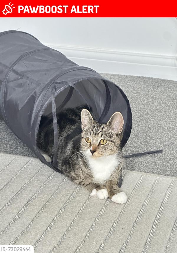 Lost Female Cat last seen Heathrow airport, Greater London, England TW14