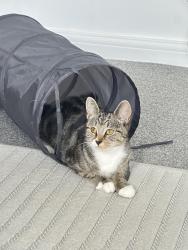Lost Female Cat last seen Heathrow airport, Greater London, England TW14
