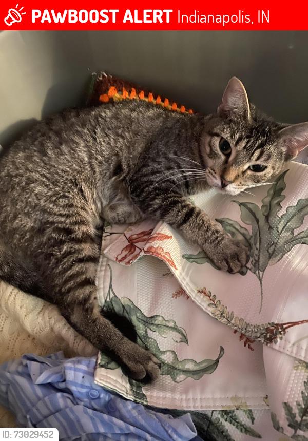 Lost Female Cat last seen Animal hosp Franklin rd & E Washington street, Indianapolis, IN 46219