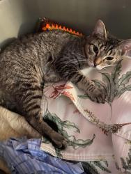Lost Female Cat last seen Animal hosp Franklin rd & E Washington street, Indianapolis, IN 46219