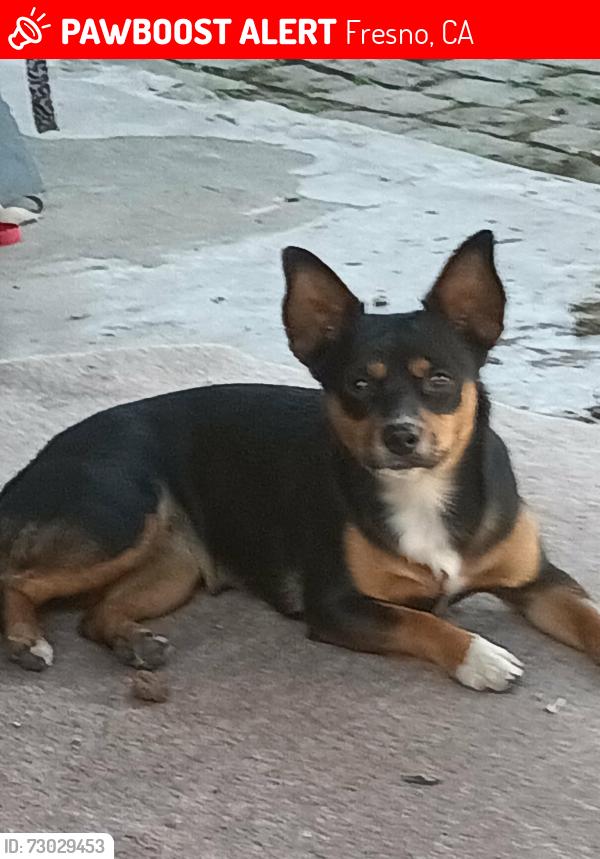 Lost Female Dog last seen Cedar and mckinley, Fresno, CA 93726