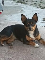 Lost Female Dog last seen Cedar and mckinley, Fresno, CA 93726