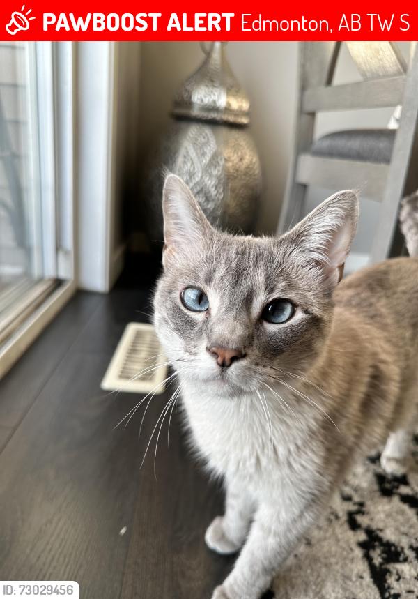 Lost Female Cat last seen Near Cristall place SW, Edmonton, AB T6W 5S9