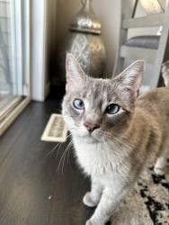 Lost Female Cat last seen Near Cristall place SW, Edmonton, AB T6W 5S9