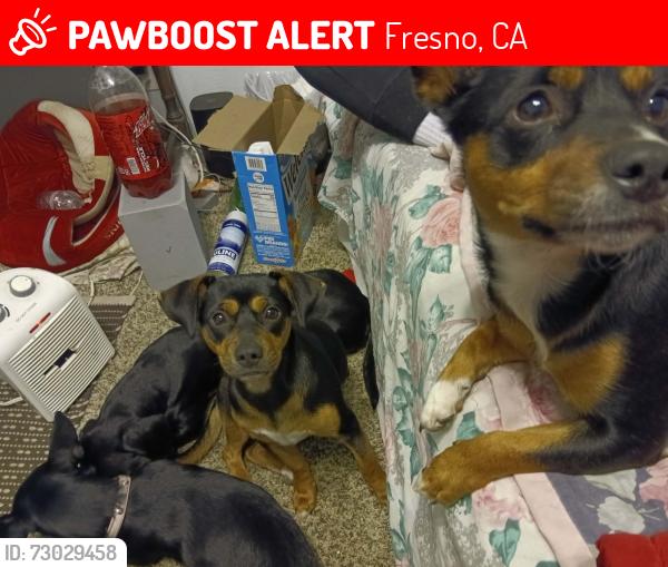 Lost Female Dog last seen Cedar and mckinley, Fresno, CA 93726