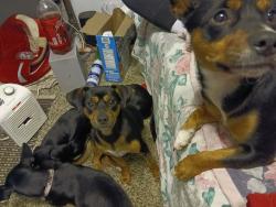 Lost Female Dog last seen Cedar and mckinley, Fresno, CA 93726