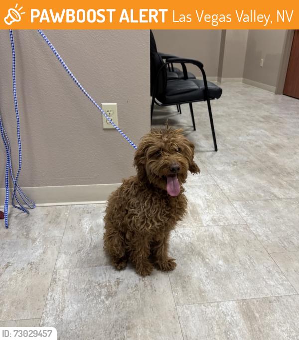 Found/Stray Female Dog last seen Warm Springs/tamurus, Las Vegas Valley, NV 89123
