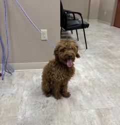 Found/Stray Female Dog last seen Warm Springs/tamurus, Las Vegas Valley, NV 89123