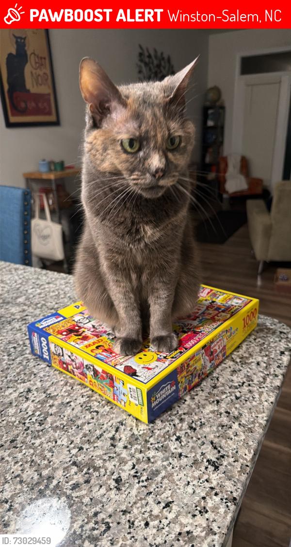Lost Female Cat last seen Cloverdale , Winston-Salem, NC 27103