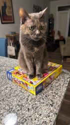 Lost Female Cat last seen Cloverdale , Winston-Salem, NC 27103