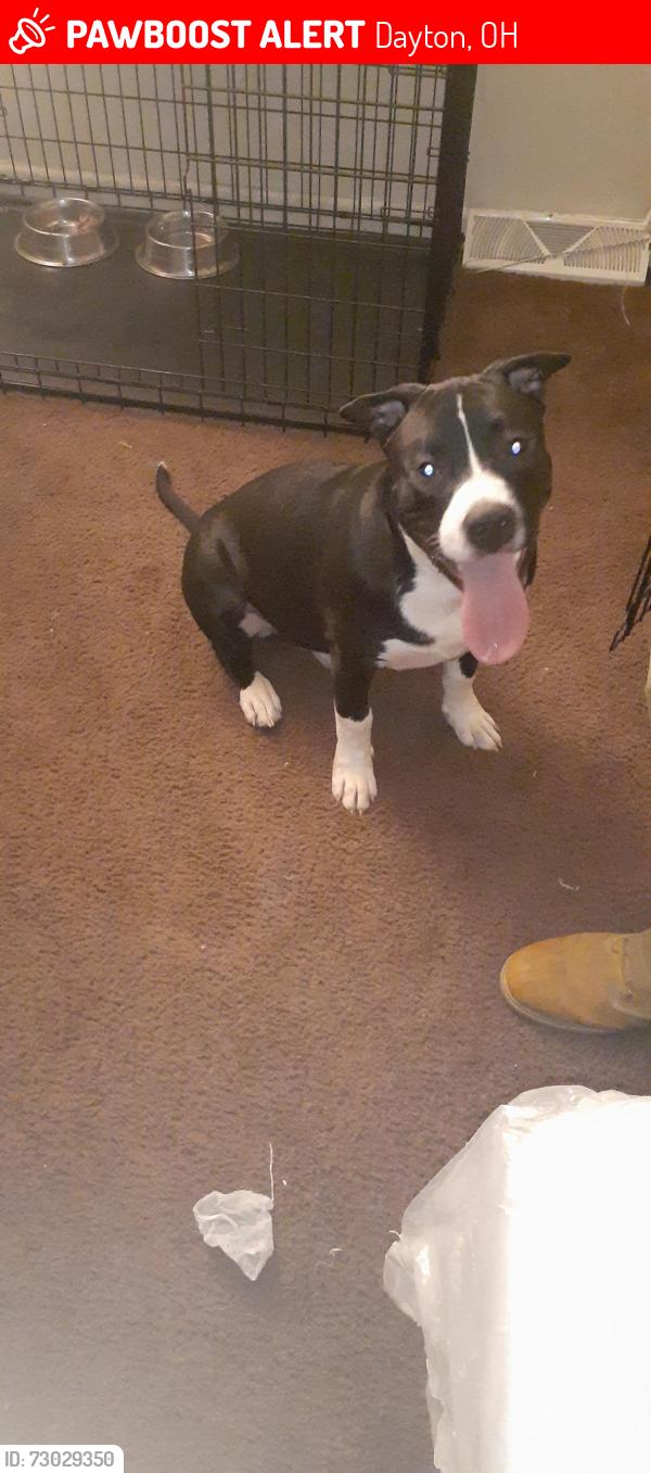 Lost Male Dog last seen Kroc Center, Dayton, OH 45404