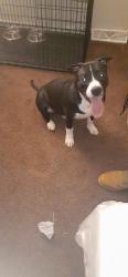 Lost Male Dog last seen Kroc Center, Dayton, OH 45404